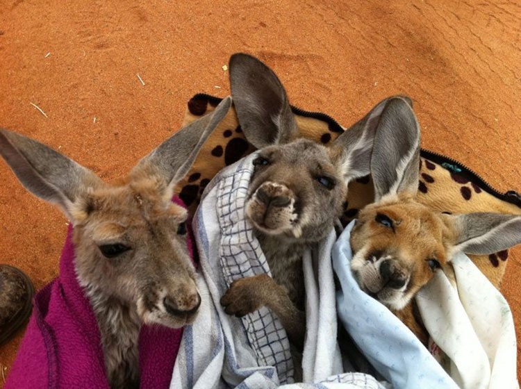 kangaroo-dundee-chris-brolga-barns