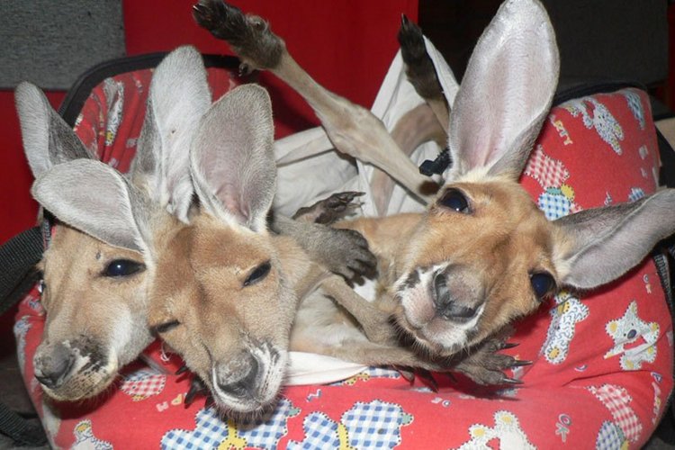 kangaroo-trio