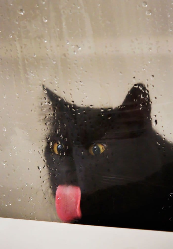 lick-cat