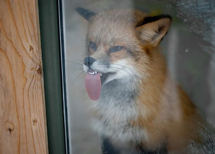 lick-fox-two
