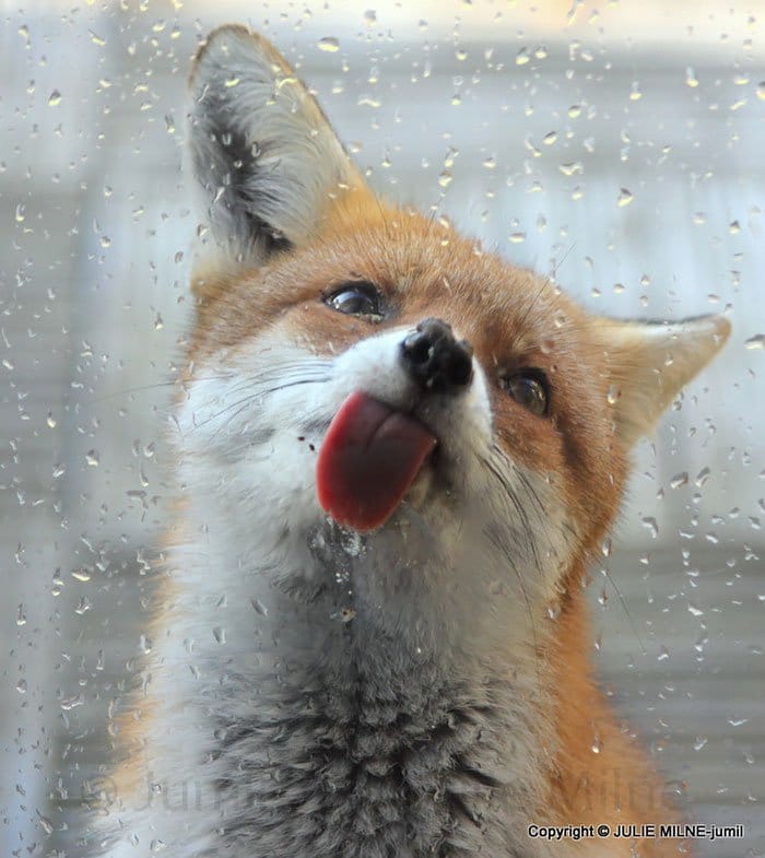 lick-fox