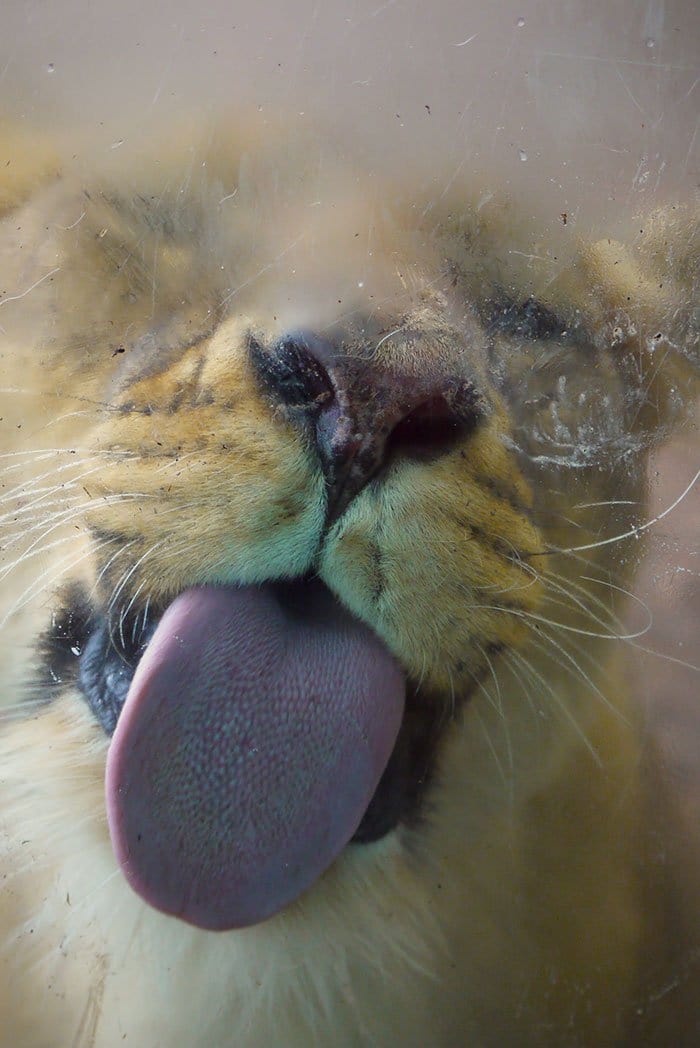 lick-lion