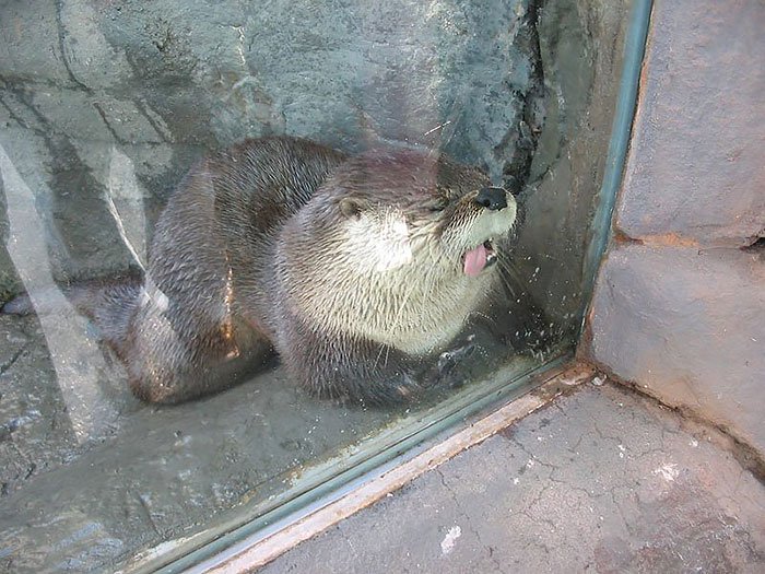lick-otter-two