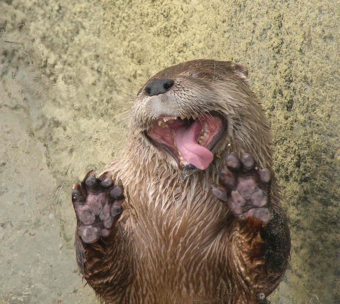 lick-otter