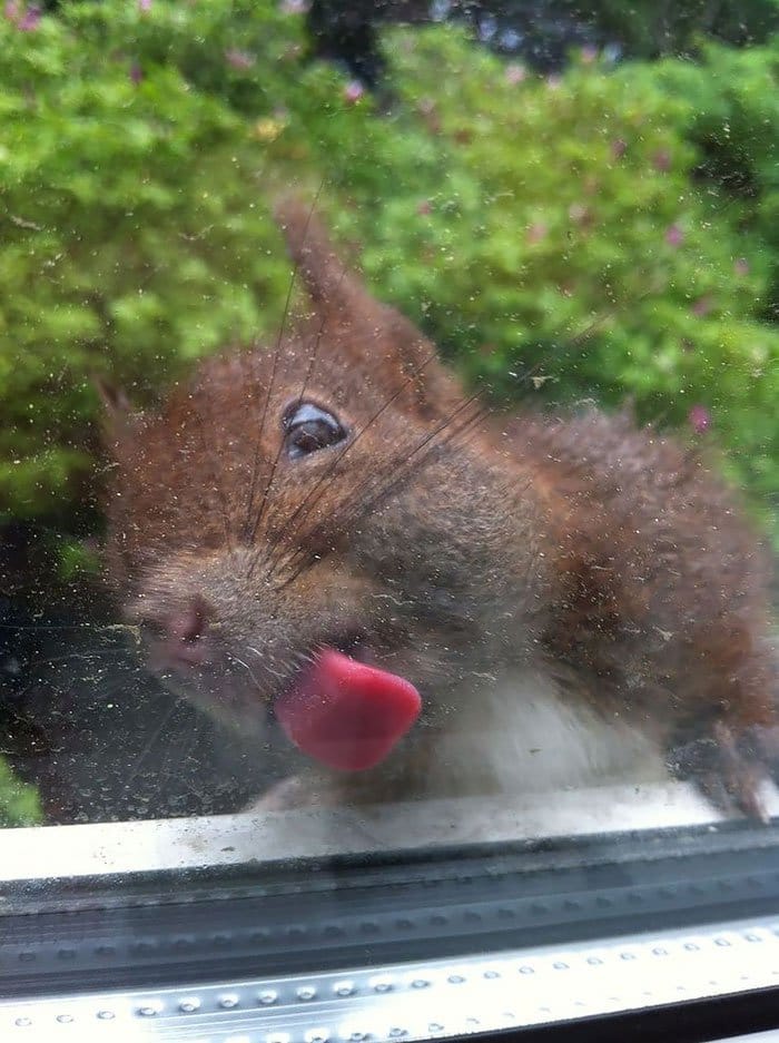 lick-squirrel