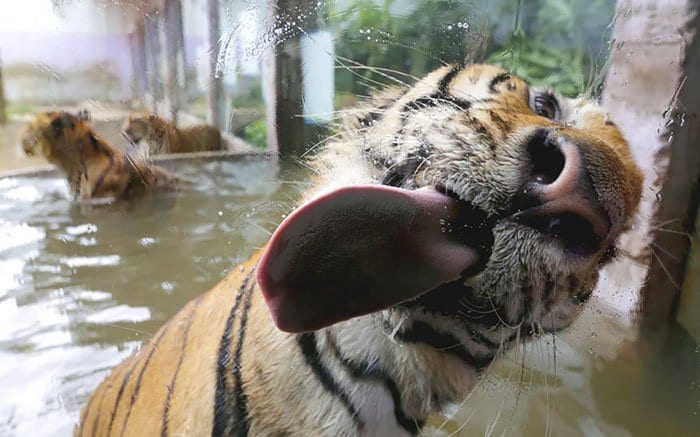 lick-tiger