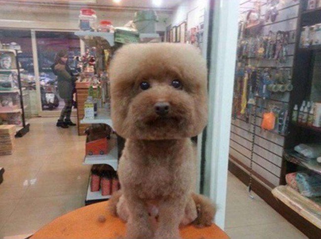 light brown dog square haircut