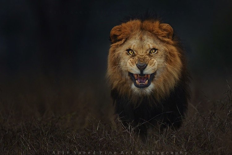 lion-first