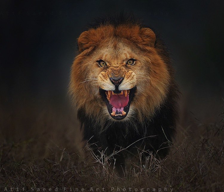 lion-second