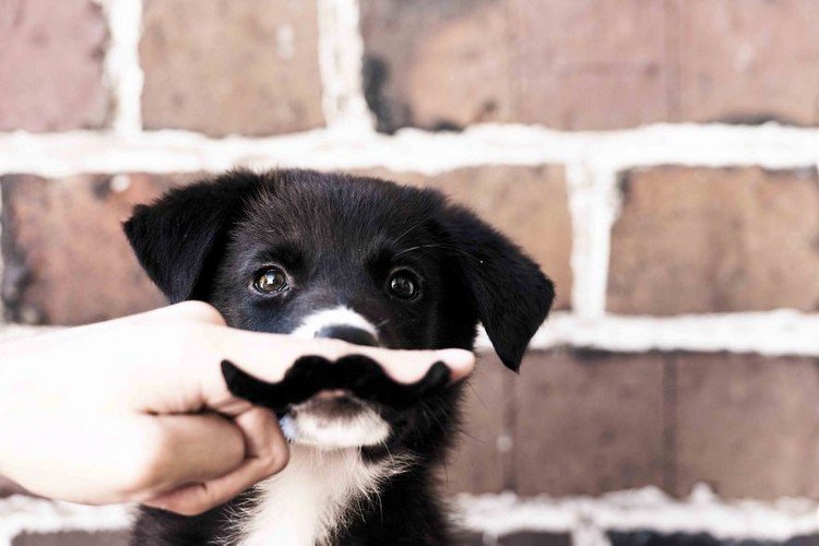 movember dog