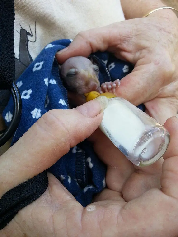 newborn baby bat bottle