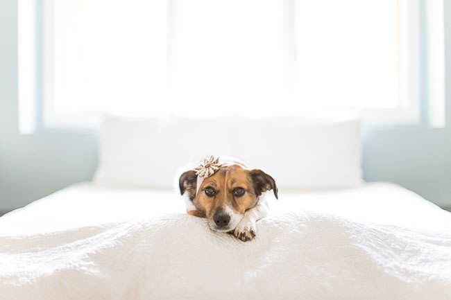 newborn-photo-shoot-with-dog-bed
