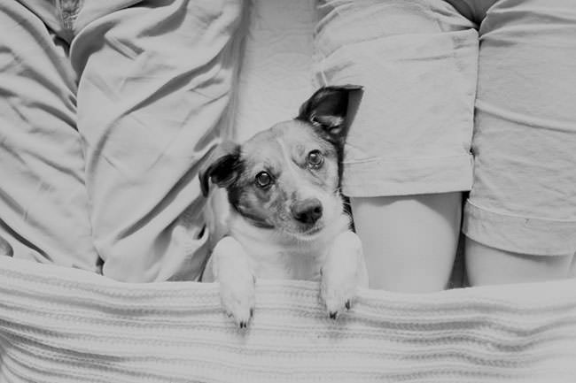 newborn-photo-shoot-with-dog-blankets