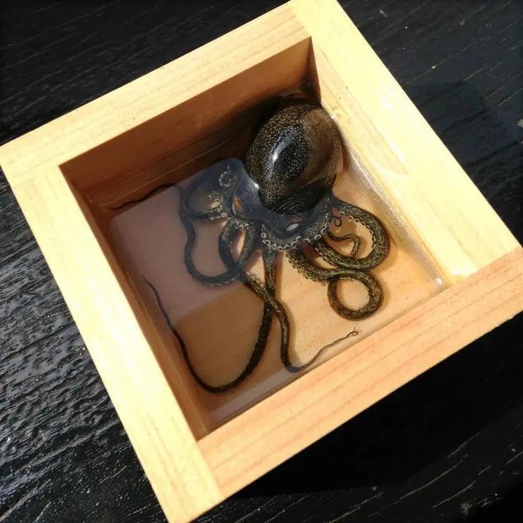 octopus box resin