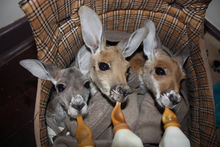 orphaned-kangaroos