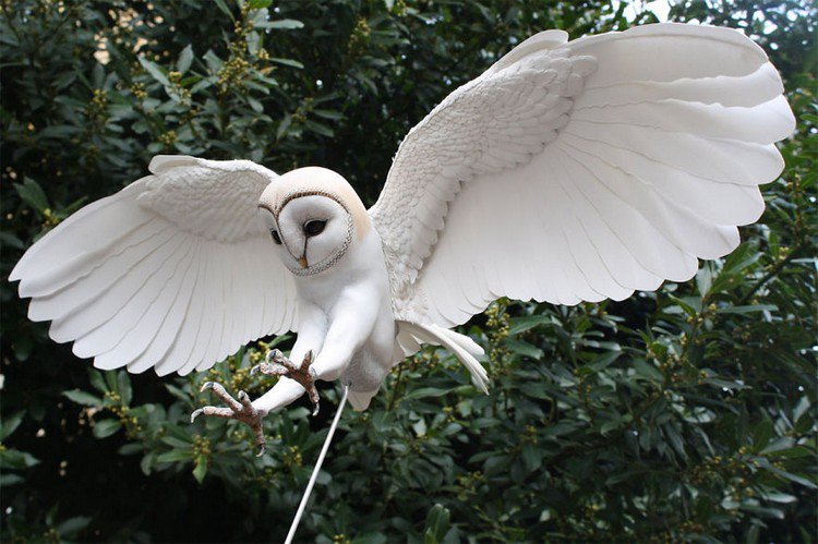 paper wood barn owl