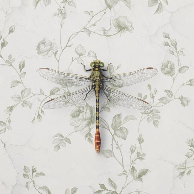 patrick-kramer-dragonfly