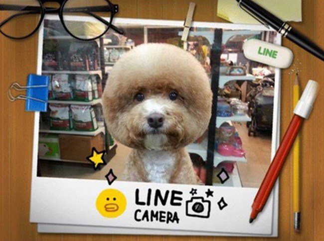 photo dog round haircut