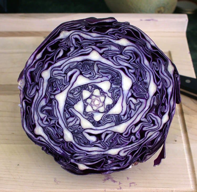 plants-cabbage