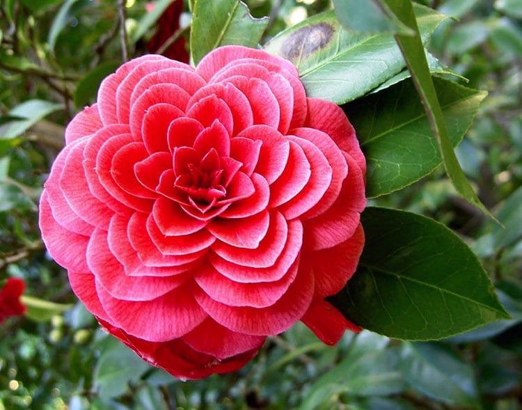 plants-camelia