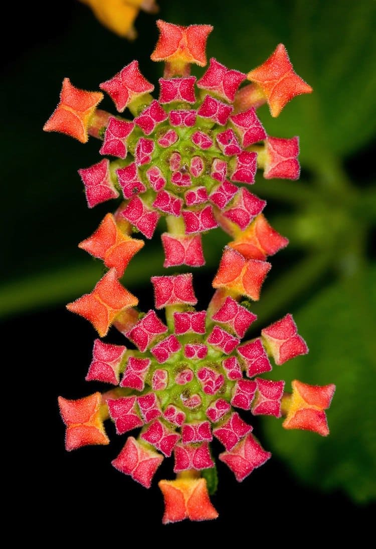 plants-carpet