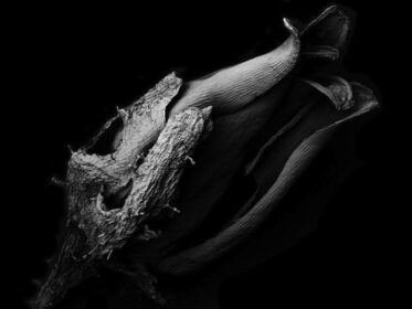 Tomoya Matsuura Captures Awesome Images Of Decaying Plants With A ...