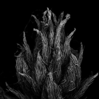 Tomoya Matsuura Captures Awesome Images Of Decaying Plants With A ...