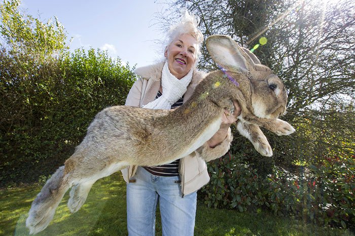 rabbit-big