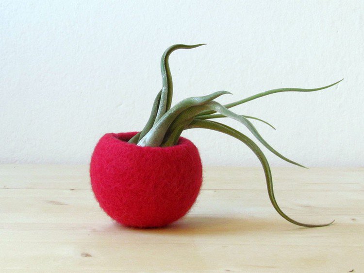 red air plant pot
