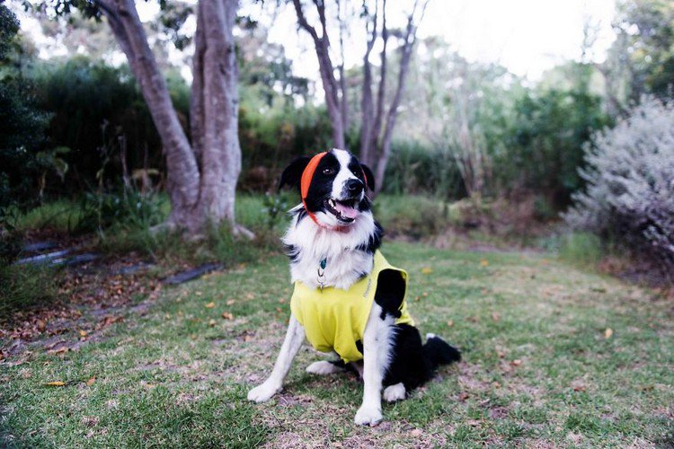 reflective vest dog