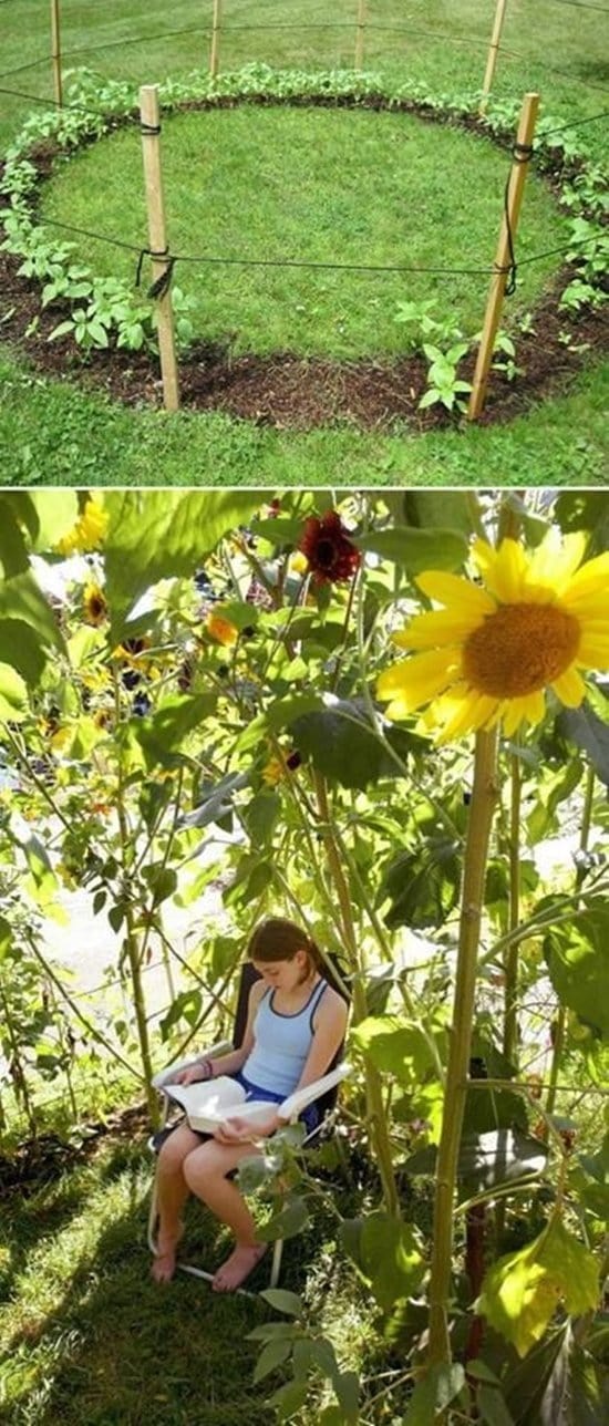 sunflower-fort