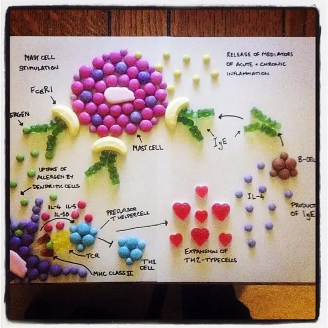 sweet-anatomy-hearts