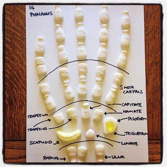 sweet-anatomy