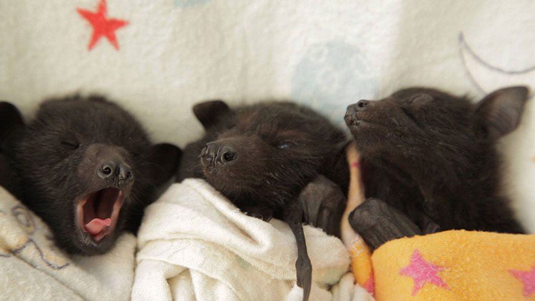 tired baby bats