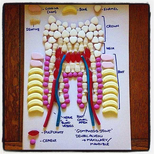 toot-sweet-anatomy