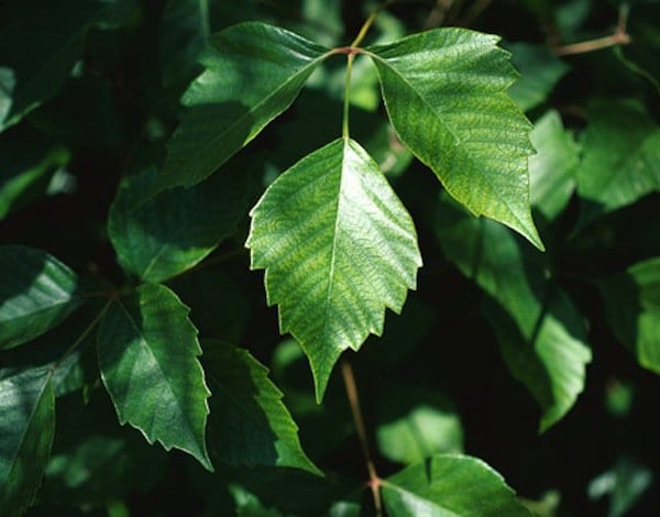 vodka-poisonivy