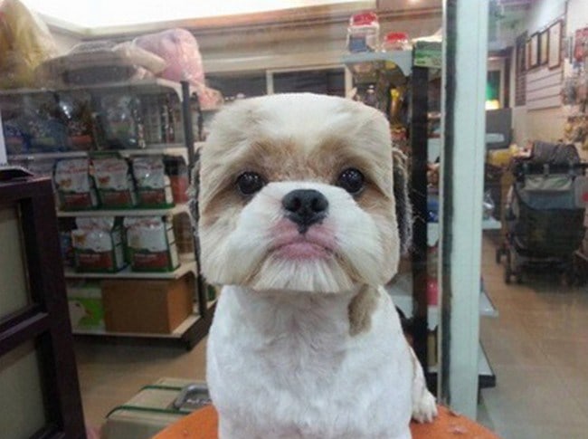 white dog square haircut