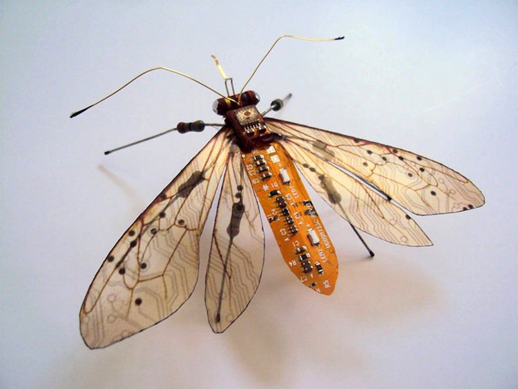 wing-moth