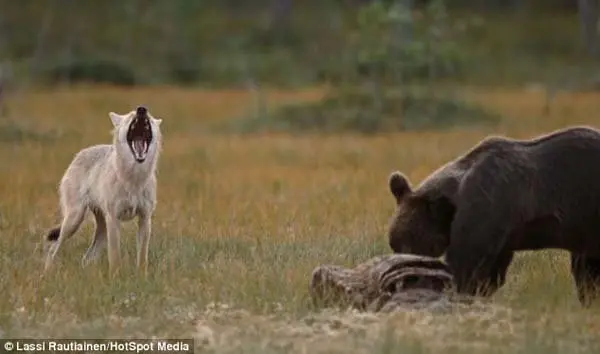 wolf-and-bear-friends-kill