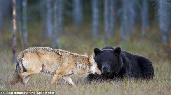 wolf-and-bear-friends-nose
