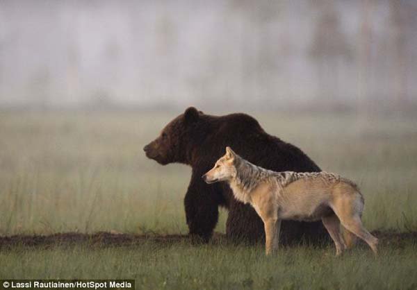 wolf-and-bear-friends