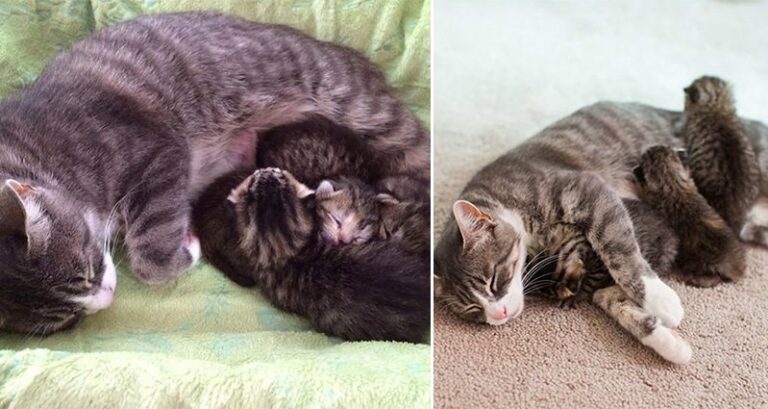 Abandoned Kittens United With A Mommy Cat