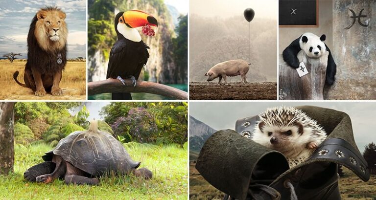 Artist Creates Animal Collages From Stock Photos