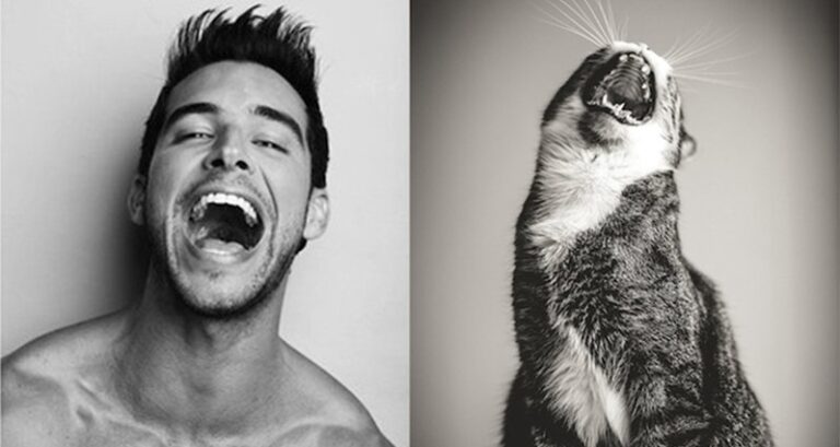 Blog Shows Photos Men Next To Kittens