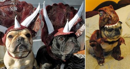 Dog Dinosaur Costumes