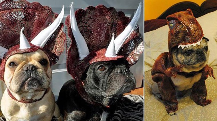Dog Dinosaur Costumes