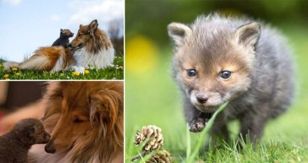 Fox Cub Adopted By Dog