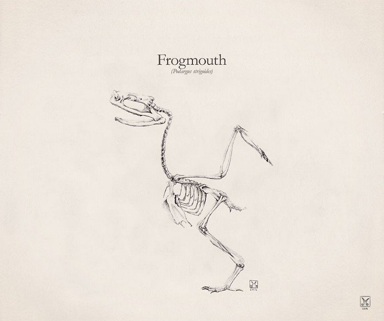 Frogmouth skeleton