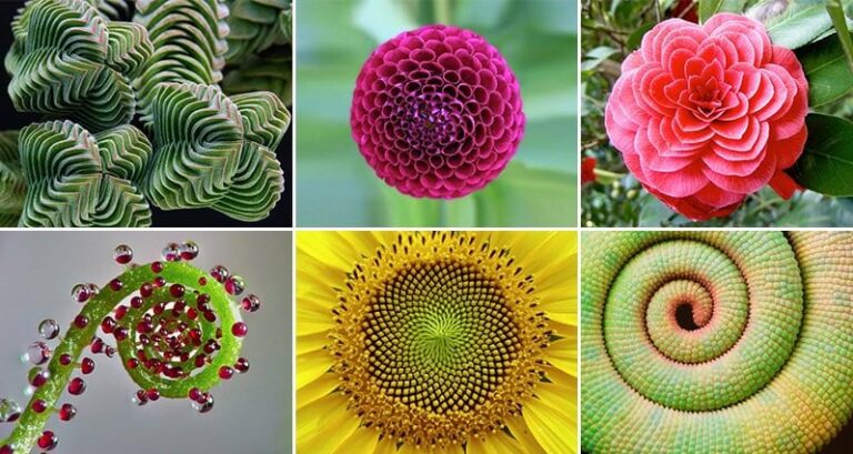Geometrical Plants