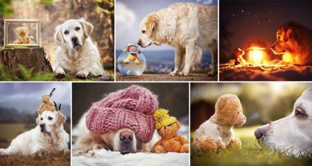 Golden Retriever Goes On Adventures With His Teddy